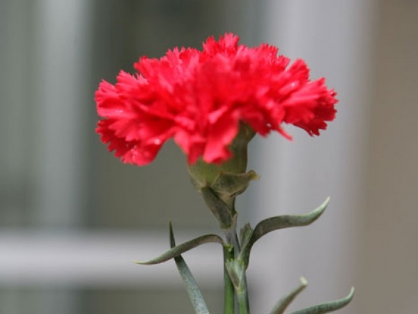 8 MART DÜNYA EMEKÇİ KADINLAR GÜNÜNÜZ KUTLU OLSUN…